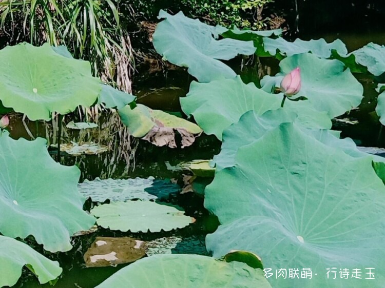 夏天的多肉与心情