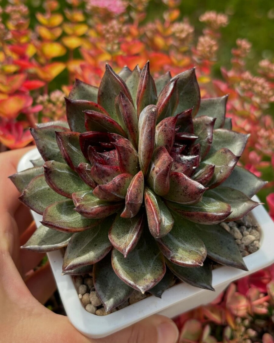 Echeveria 'Black Bear' 黑熊？