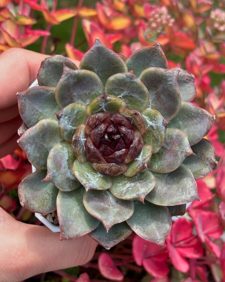 Echeveria 'Black Coco' 黑可可？