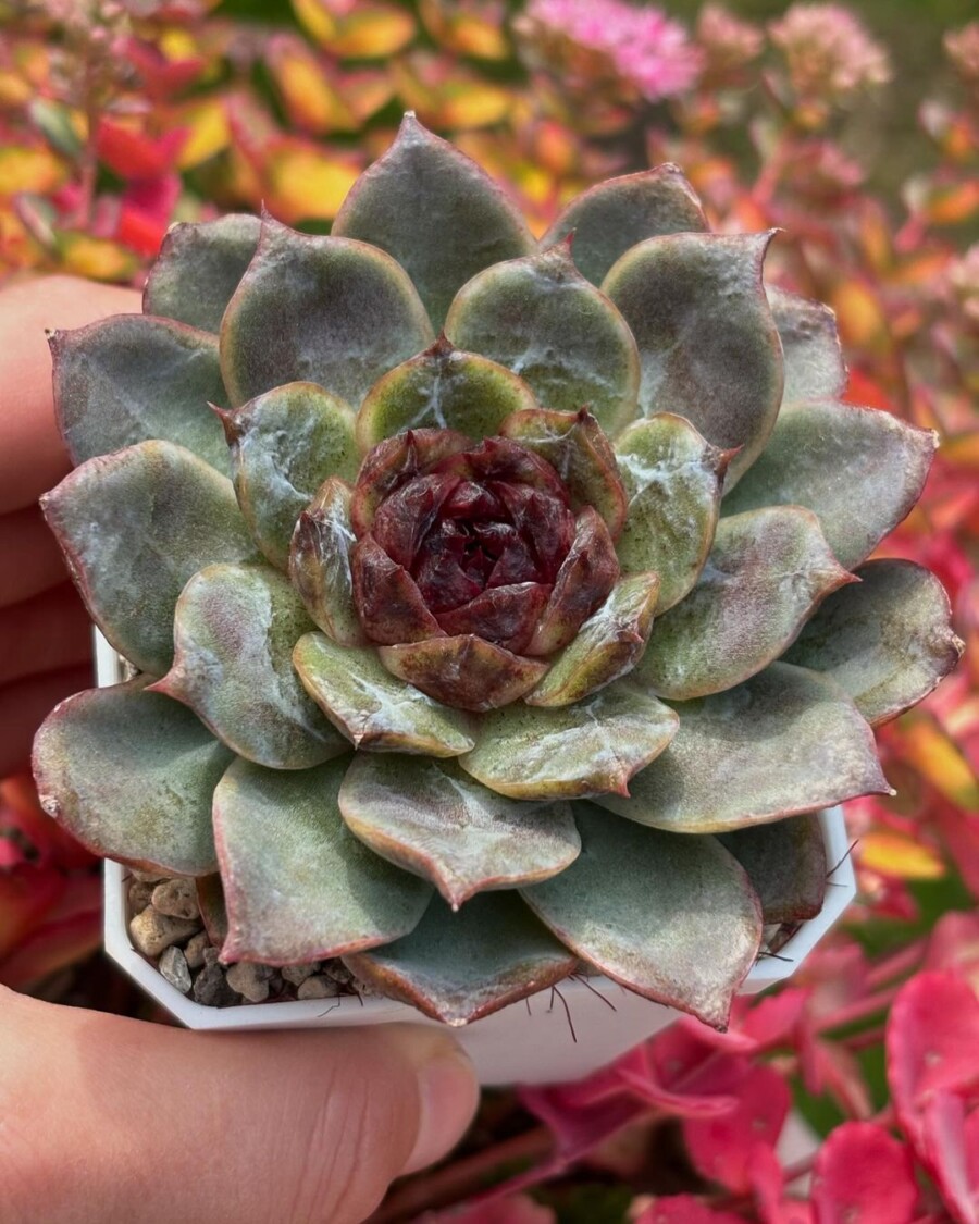 Echeveria 'Black Coco' 黑可可？