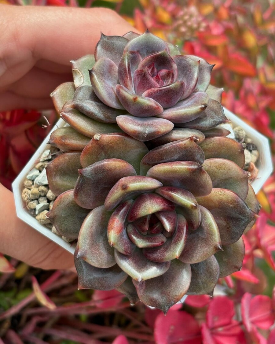 Echeveria 'Black Mamba' 黑曼巴？