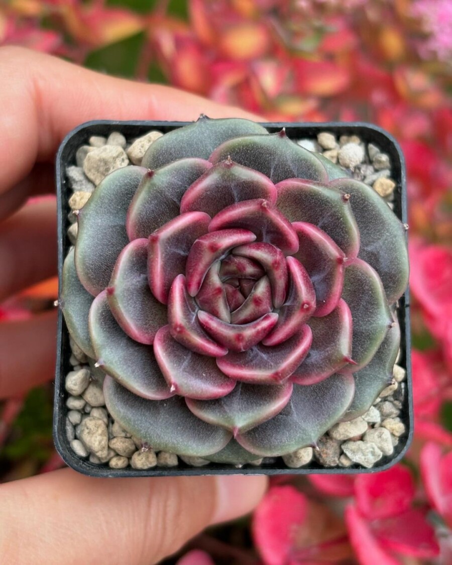 Echeveria 'Cindy' 