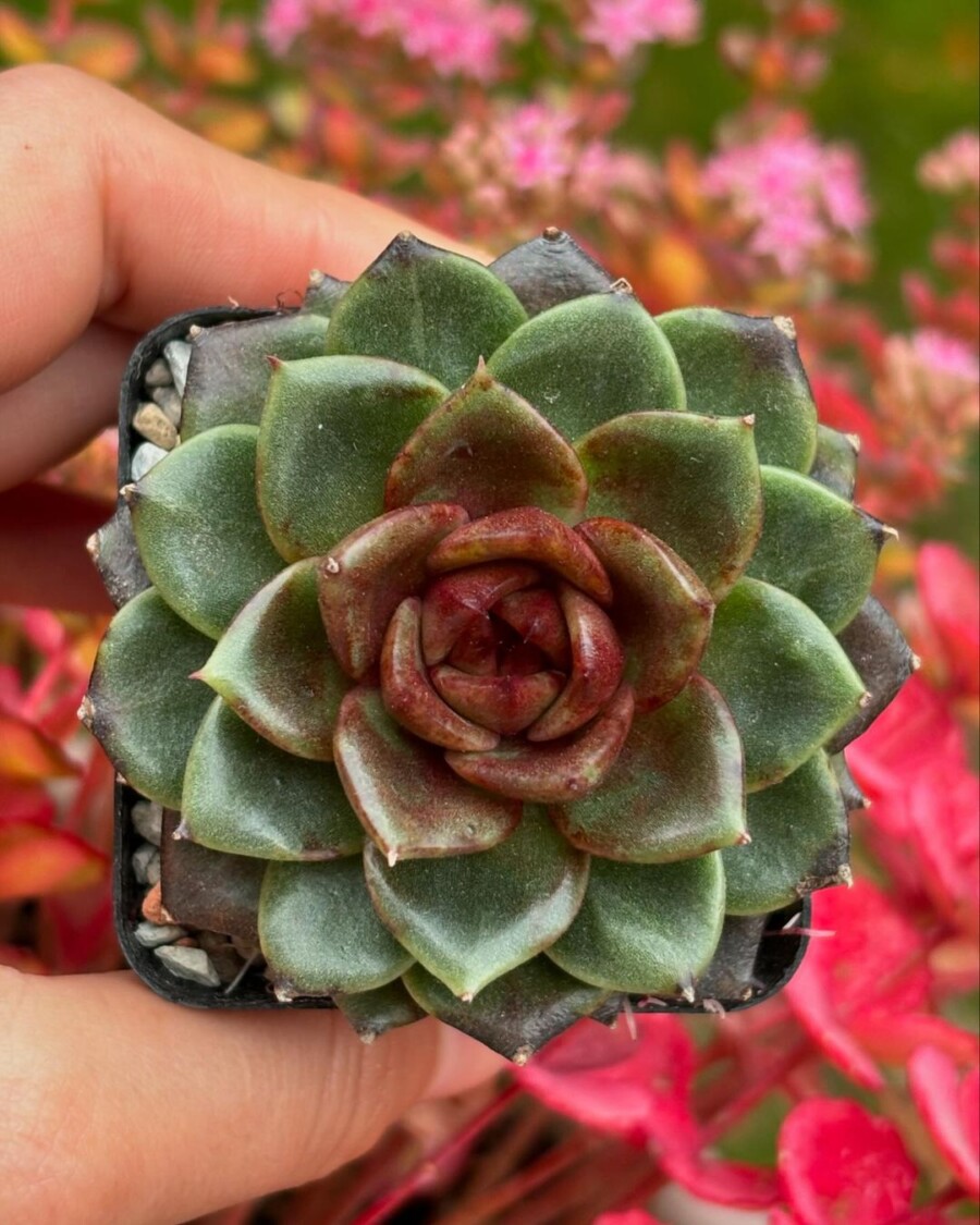 Echeveria 'Magic Choco' 魔法巧克力？