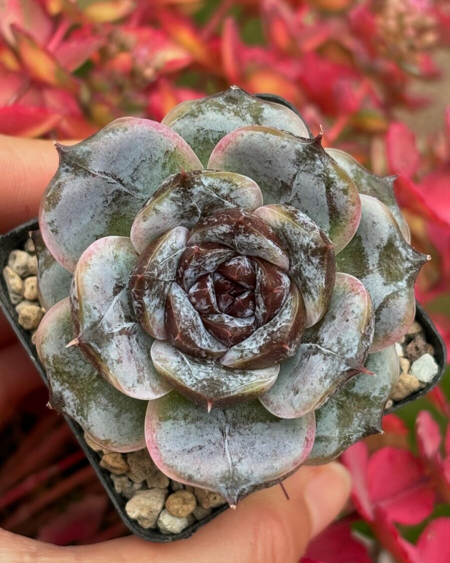 Echeveria 'White Soul' 白雪？