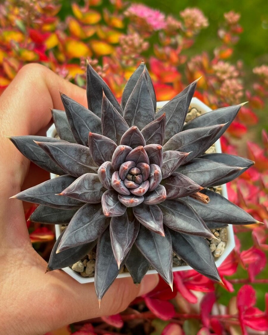 吴钩 Echeveria craigiana