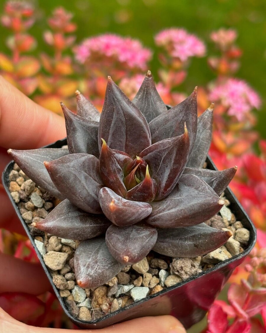 杜里万莲杂古紫Echeveria tolimanensis x affinis 