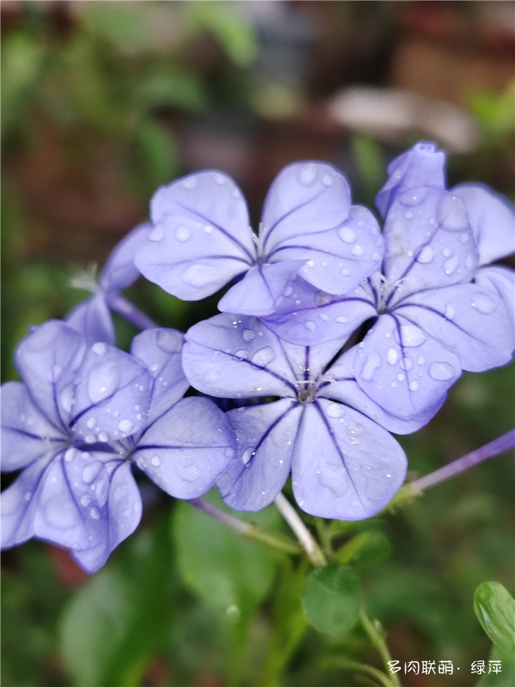 蓝雪花白雪花