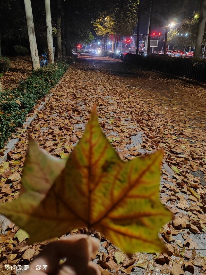 小雪天，山东多肉小院