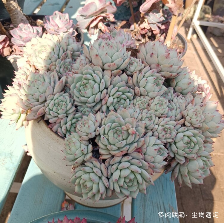 云南邂逅小镇邂逅多肉