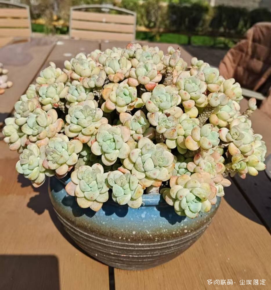 云南邂逅小镇邂逅多肉