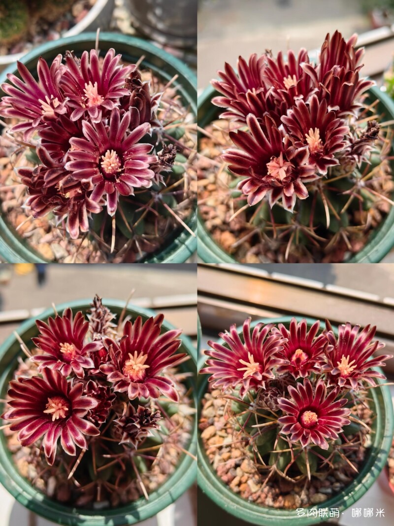 开花的仙人掌