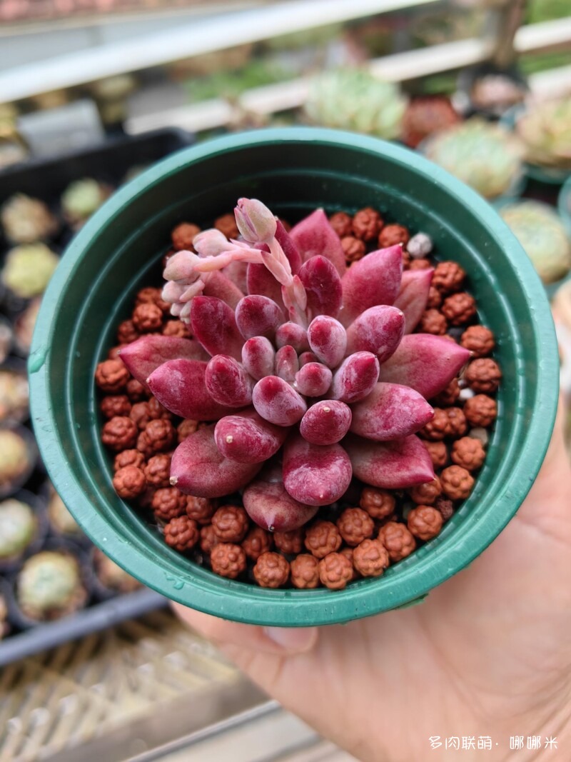 开花的仙人掌