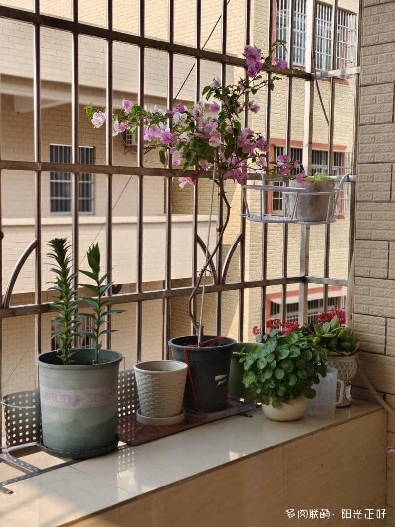 三角梅，雨中的多肉