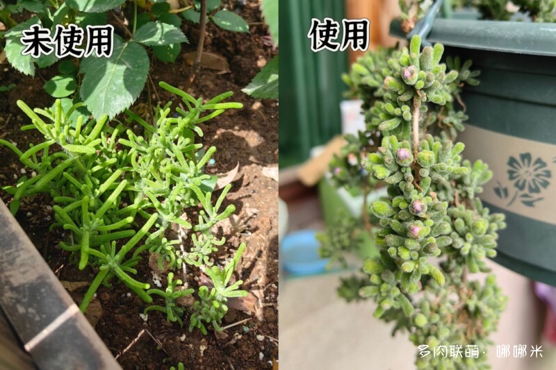 给多肉用药的一点小尝试