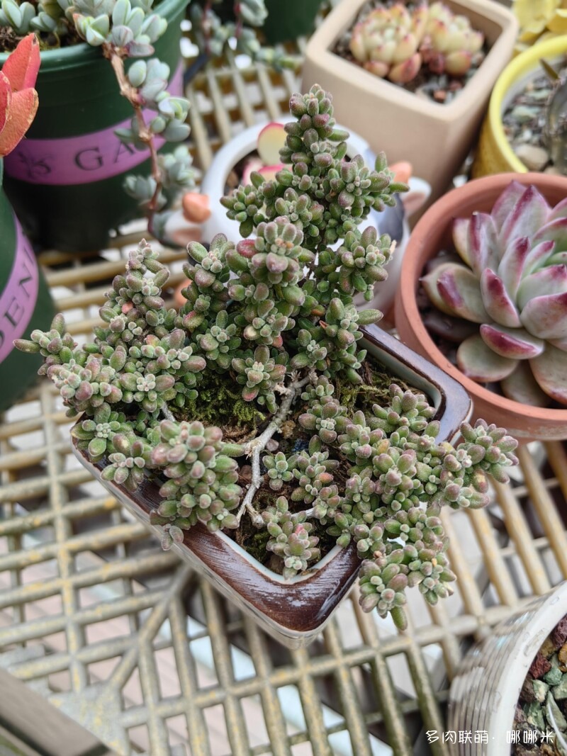 给多肉用药的一点小尝试